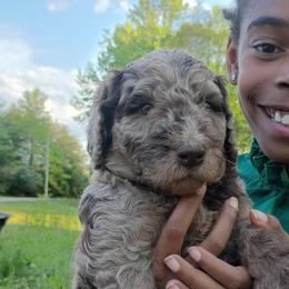 Podo Helmer - Merle male Labradoodle puppy in Rock Island, Tennessee from Harvest Sky Kennels