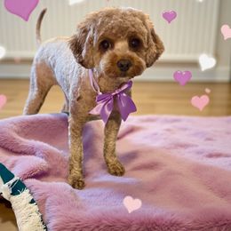 Dolly - Cavapoo