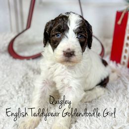 Quigley Chocolate - Chocolate female Goldendoodle puppy in Grove, Oklahoma from Guinn Family Farms