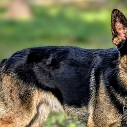 Border Collies and German Shepherds from Dog's Play