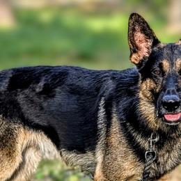 Border Collies and German Shepherds from Dog's Play