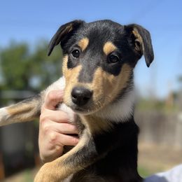 Violet - Collie puppy in Provo, Utah from Cor Collies