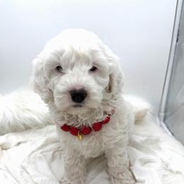 Charm - Cream female Goldendoodle puppy in Lindon, Utah from Ruby’s Minidoodles LLC