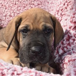 Yellow Collar Fawn Female - Great Dane puppy from Texas Blue Danes