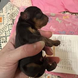 Blk and tan girl - Black and tan female Cavalier King Charles Spaniel puppy in Melbourne, Florida from Majestic Cavaliers of Melbourne FL
