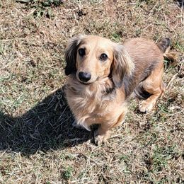 Amee - Dachshund