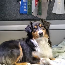 Jewel - Miniature American Shepherd