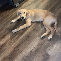 Golden Retriever All Grown Up from Heartland Goldens