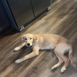 Golden Retriever All Grown Up from Heartland Goldens