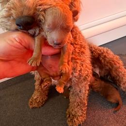 Blaze - Apricot male Goldendoodle puppy in Pensacola, Florida from Goldendoodles Love You in Pensacola Friend Edition