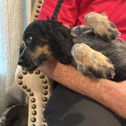 Jill - Black white and tan female English Springer Spaniel puppy in Fort Meade, Florida from Lake in the Hills Springers