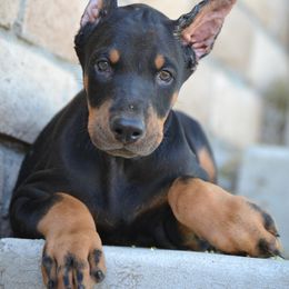 Doberman Pinscher Puppies from Obsidian Kennels