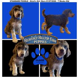 CLAUDE - Ella's Blue Collar Boy - Brown male Poodle puppy in Charlo, Montana from Heavenly Hilltop Farm