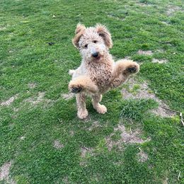 Aussiedoodle and Goldendoodle All Grown Up from Ozark Mountain Doodles & Pugs