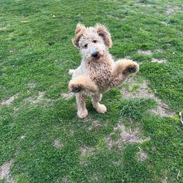 Aussiedoodle and Goldendoodle All Grown Up from Ozark Mountain Doodles & Pugs