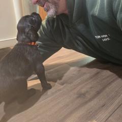 Boykin Spaniel Puppies from Heather Schroeder