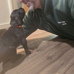 Boykin Spaniel Puppies from Heather Schroeder