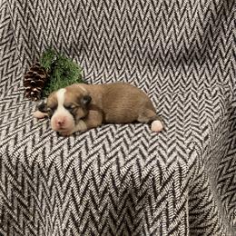 Girl 2 - Red female Pembroke Welsh Corgi puppy in Narvon, Pennsylvania from Corgi Companions (license number 18998)