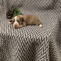 Girl 2 - Red female Pembroke Welsh Corgi puppy in Narvon, Pennsylvania from Corgi Companions (license number 18998)