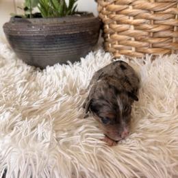 Donald - Blue merle male Aussiedoodle puppy in Tryon, North Carolina from Melrose Mountain Farm