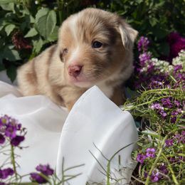Tigger - Red merle male Toy Australian Shepherd puppy in Quincy, Michigan from Ivy Meadows and Friends