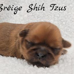 CARMINE - ADOPTED - Gold male Shih Tzu puppy in Las Vegas, Nevada from Beirin Breige Shih Tzus