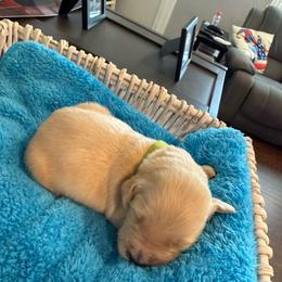 Mountain Trooper - Light golden male Golden Retriever puppy in Baldwin Park, California from Mountain Valley Retrievers
