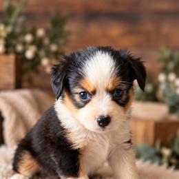 Charlotte - Black tri female Miniature American Shepherd puppy in Sanger, California from Flying M Cactus Ranch Buddies