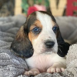 Basset Hounds from The Basset Bunch