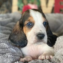 Basset Hounds from The Basset Bunch