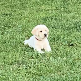 Labrador Retriever Puppies from Findaway Labradors