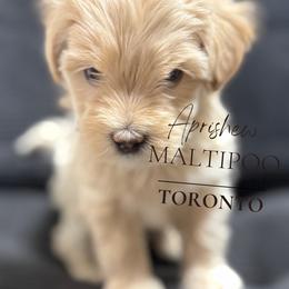 Toronto - Champagne male Maltipoo puppy in Weatherford, Texas from Aprishew Maltipoo