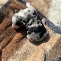 Leia - Blue merle female Australian Shepherd puppy in Yelm, Washington from Country Rose Australian Shepherds