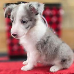 Sapphire - Blue merle and white female Shetland Sheepdog puppy in Citra, Florida from Southpaw Herders LLC