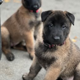 Belgian Malinois Puppies from MonStar Malinois