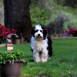 Maggie - Aussiedoodle