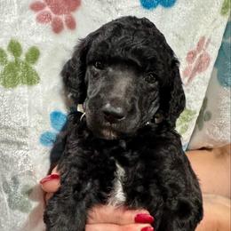 White boy - Silver male Poodle puppy in East Wenatchee, Washington from Stylish Standards