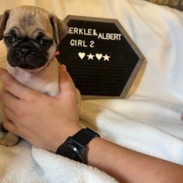 Girl 2 - Fawn female Pug puppy in Norborne, Missouri from Pug Palace