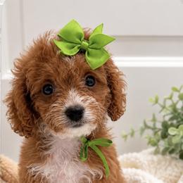 Lime green bow - Red female Cavapoo puppy in Waskom, Texas from Pearls & Curls doodles & poodles
