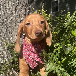 Dachshund Puppies from Snarky Doxy Miniature Dachshunds
