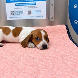 BOY 1 CKC - Piebald male Dachshund puppy in Nacogdoches, Texas from S7 Dachsunds
