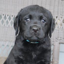Denver - Black male Labrador Retriever puppy in Camden, Indiana from Prebleridge Acres