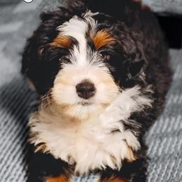 Bernedoodles, Goldendoodles, Poodles, and Shihpoos from Stormie's Doodles
