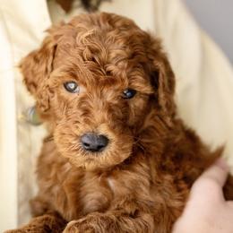 Chai - Red  male Poodle puppy in Grimsley, Tennessee from Above Standard Poodles