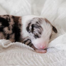 Australian Shepherd, Miniature American Shepherd, Miniature Australian Shepherd, and Toy Australian Shepherd Puppies from Painted Blue Aussies