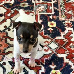 Girl 5 - White black and tan female Toy Fox Terrier puppy in Wayne, Oklahoma from FritzFox Toy Fox Terriers