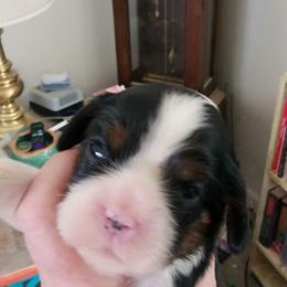Erin go braugh - Tri-color female Cavalier King Charles Spaniel puppy in Albany, Oregon from Hit Parade Cavaliers