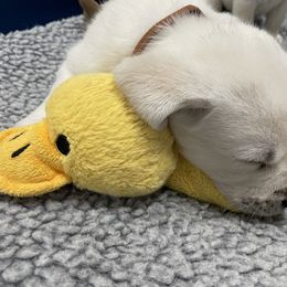 Labrador Retriever Puppies from Pea Ridge Labradors