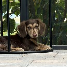 Dachshunds from Frankee