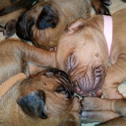 Rhodesian Ridgeback Puppies from Lower Ridge Farm